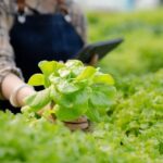 Cara Budidaya Organik