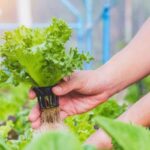 Peluang Usaha Pertanian