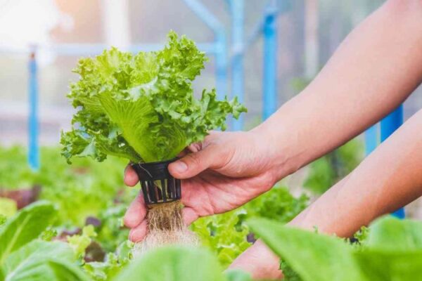 Peluang Usaha Pertanian