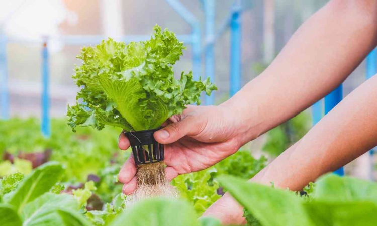 Peluang Usaha Pertanian