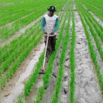 pertanian tradisional jawa