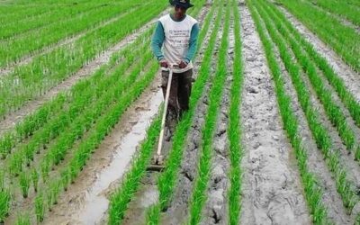 pertanian tradisional jawa