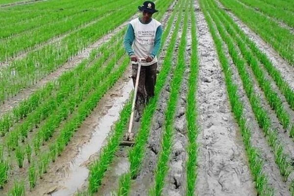 pertanian tradisional jawa