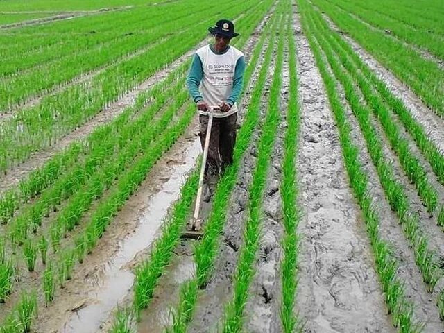 pertanian tradisional jawa