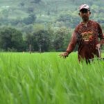 Pertanian organik desa