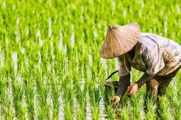 hasil pertanian desa