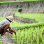 pertanian berkelanjutan