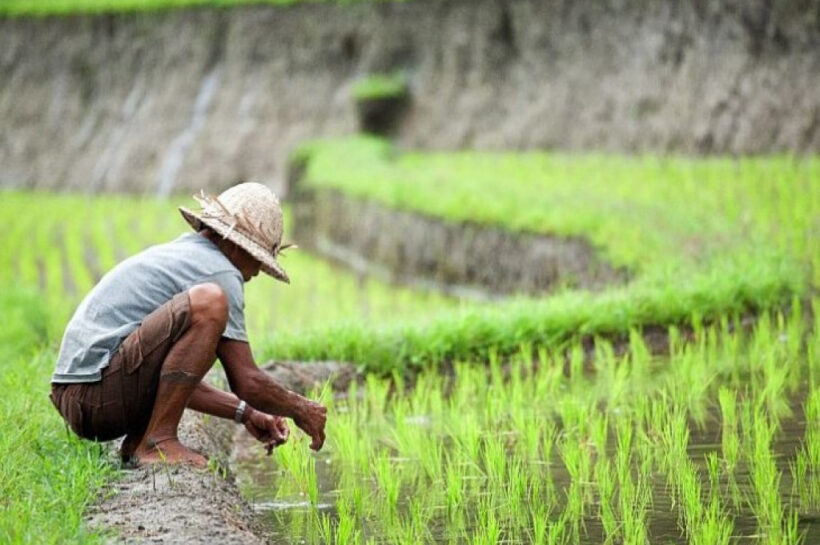 pertanian berkelanjutan