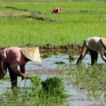 irigasi dan ekonomi pertanian