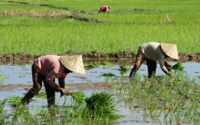 irigasi dan ekonomi pertanian
